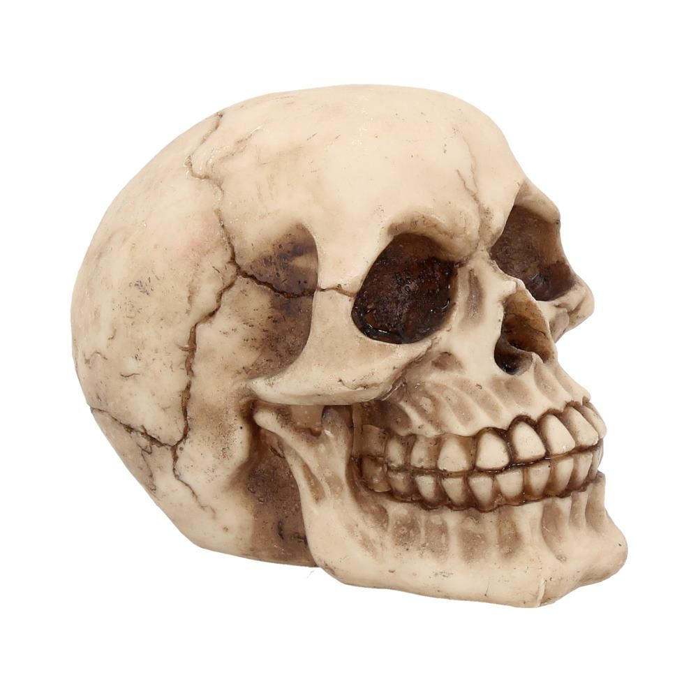 Plain Skull
